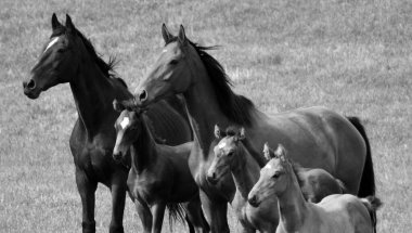Otlakta otlayan bir at sürüsü.