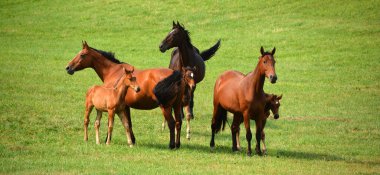 Otlakta otlayan bir at sürüsü.