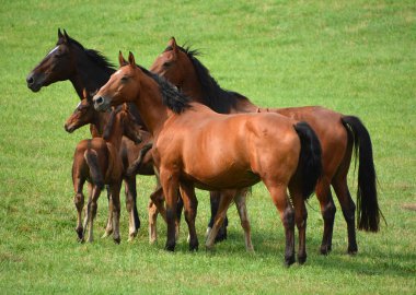  Çayırdaki at sürüsü, doğa.