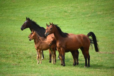  Çayırdaki at sürüsü, doğa.