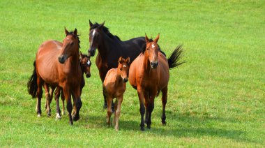  Çayırdaki at sürüsü, doğa.
