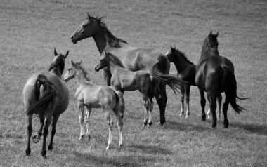  Çayırdaki at sürüsü, doğa.