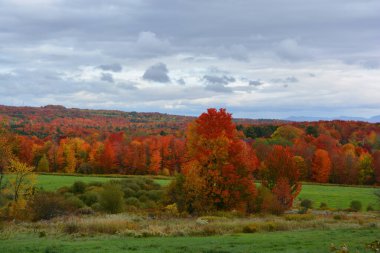Ormanın manzaralı sonbahar manzarası 