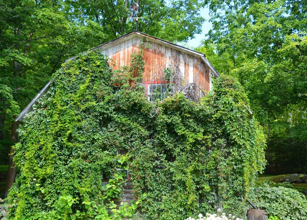 Old barn cover on vines in summer time