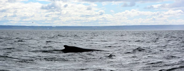 Detail Humpback Whale Megaptera Novaeangliae Baie Sainte Carherine Quebec Canada — Fotografia de Stock