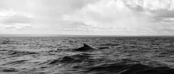 Detail Humpback Whale Megaptera Novaeangliae Baie Sainte Carherine Quebec Canada — Fotografia de Stock