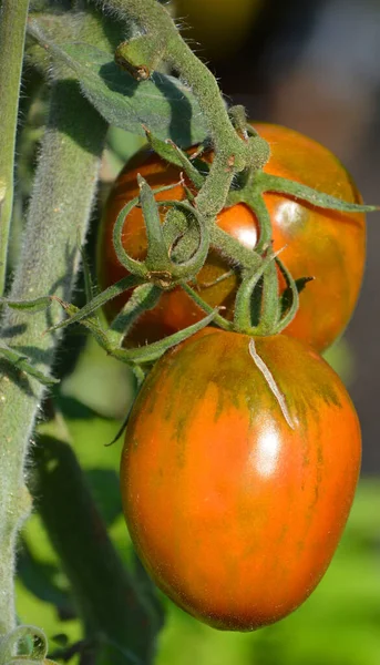 Tomates Dans Jardin — Photo