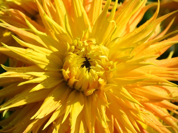 Beautiful Botanical Shot Natural Background — Stock Photo, Image