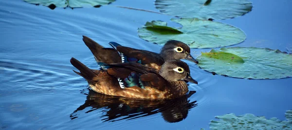 Close Shot Ducks Swimming Pond Zoo — 스톡 사진