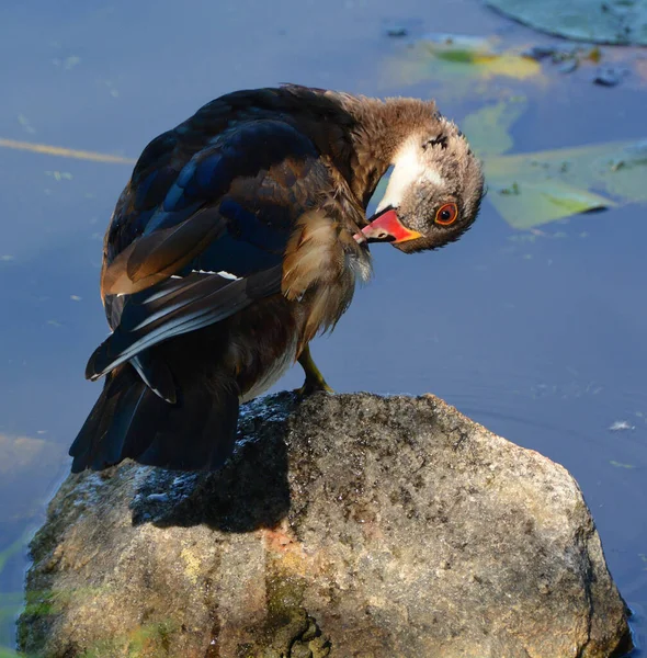 Close Shot Duck Perching Rock Zoo —  Fotos de Stock
