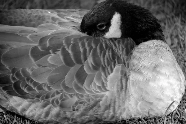 Close Shot Duck Tying Grass Zoo — Stock fotografie