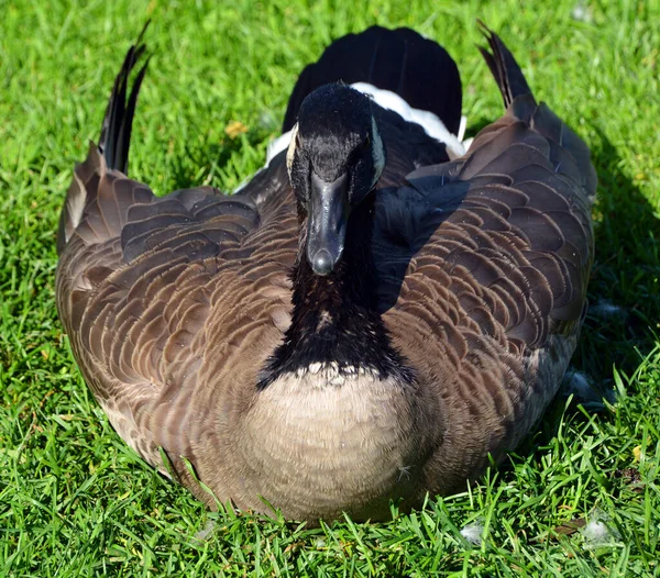 Close Shot Duck Lying Grass Zoo — Stock fotografie