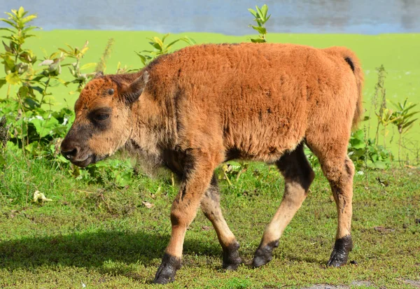 Close Shot Red Cow Cub Green Meadow Zoo — Zdjęcie stockowe