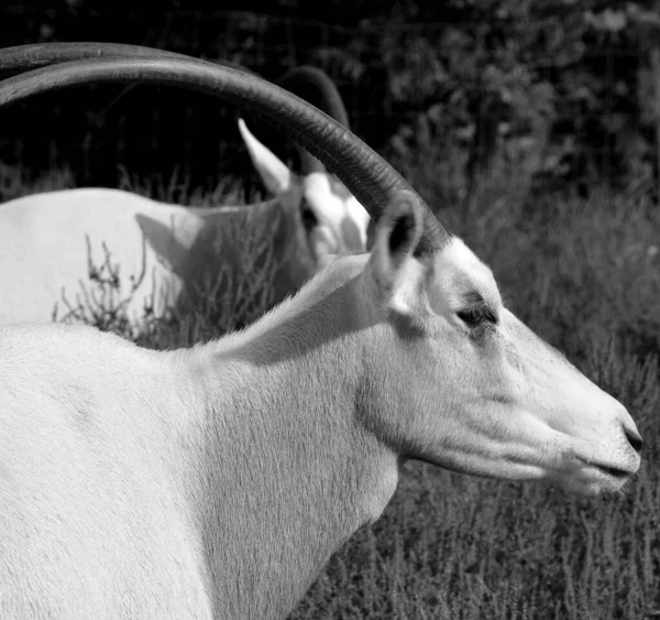 Orice Dell Africa Orientale Oryx Beisa Conosciuta Anche Come Beisa — Foto Stock