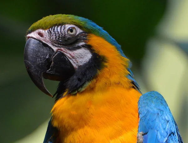 Egy Papagáj Közelsége — Stock Fotó