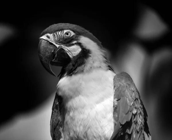 Close Parrot — Stock Photo, Image