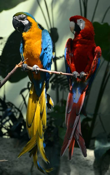 Close Shot Couple Macaw Parrots Perching Branch Zoo — Foto Stock