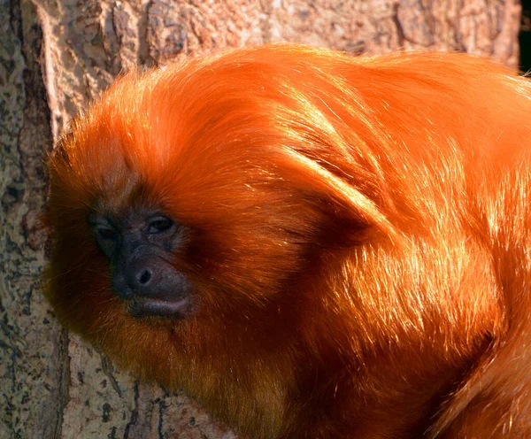 Close Shot Red Monkey Zoo — Fotografia de Stock