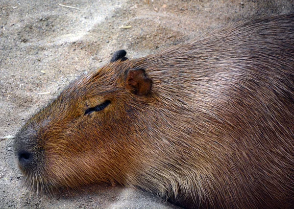 Capybaran Stor Gnagare Släktet Hydrochoerus Varav Den Enda Andra Existerande — Stockfoto