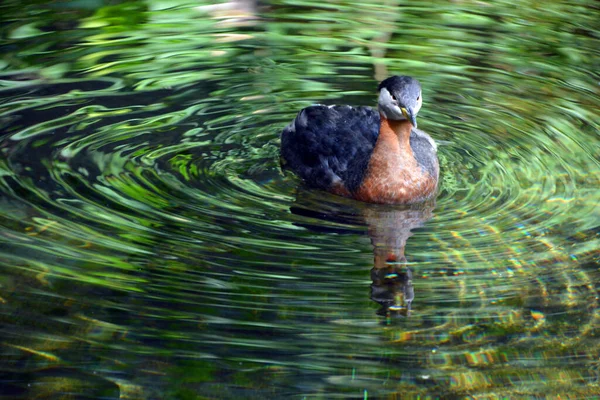 Close Shot Small Bird Swimming Pond Zoo — 스톡 사진