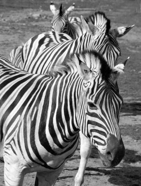 Zebra Burchella Jest Południowym Podgatunkiem Zebry Nazwa Pochodzi Brytyjskiego Odkrywcy — Zdjęcie stockowe