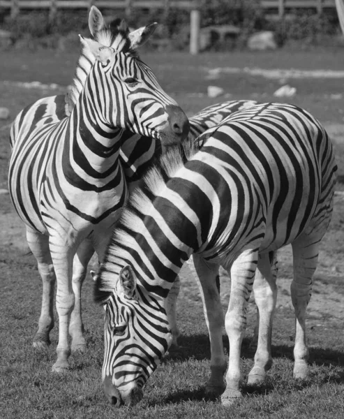 Burchell Zebra Een Zuidelijke Ondersoort Van Zebra Het Vernoemd Naar — Stockfoto
