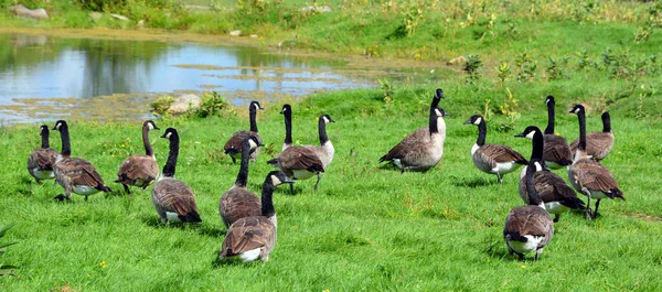 Close Shot Flock Geese Green Meadow Zoo — Zdjęcie stockowe