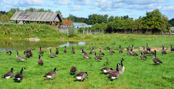 Close Shot Flock Geese Green Meadow Zoo — Zdjęcie stockowe