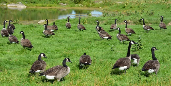 Close Shot Flock Geese Green Meadow Zoo — 스톡 사진