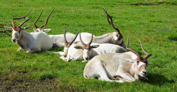 Addax Addax Nasomaculatus Also Known White Antelopes Screwhorn Antelopes Native — стокове фото