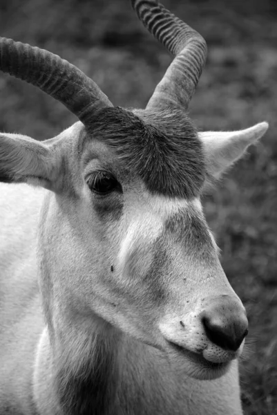 The addax (Addax nasomaculatus), also known as the white antelope and the screwhorn antelope, is an antelope native to the Sahara Desert. The only member of the genus Addax