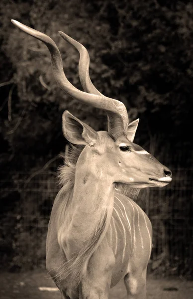 Addax Addax Nasomaculatus Een Antilope Die Voorkomt Sahara Het Enige — Stockfoto