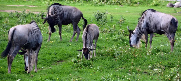 Wildebeest Eller Wildebai Även Kallad Gnu Antilop Släktet Connochaetes Det — Stockfoto