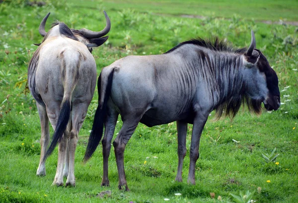 Gnu Wildebai Een Antilope Uit Het Geslacht Connochaetes Het Een — Stockfoto