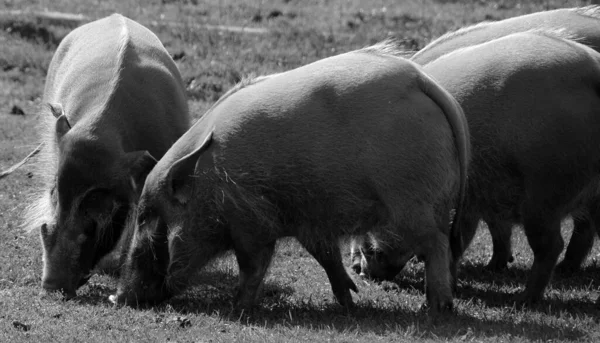 Porco Rio Vermelho Também Conhecido Como Porco Mato Mas Não — Fotografia de Stock