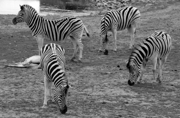 Close Shot Group Zebras Zoo — Fotografia de Stock