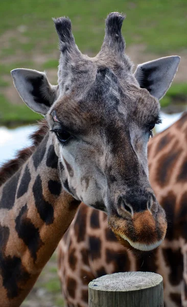 Крупным Планом Жирафа Зоопарке — стоковое фото