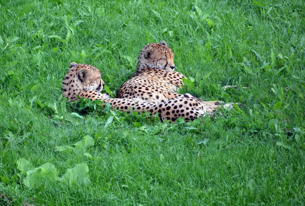 Close Shot Cheetahs Lying Green Grass Zoo — Fotografia de Stock