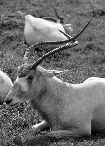 阿达克斯羚羊 Addax Nasomaculatus 也被称为白色羚羊和螺丝起子羚羊 是原产于撒哈拉沙漠的羚羊 阿达克斯属唯一的成员 — 图库照片