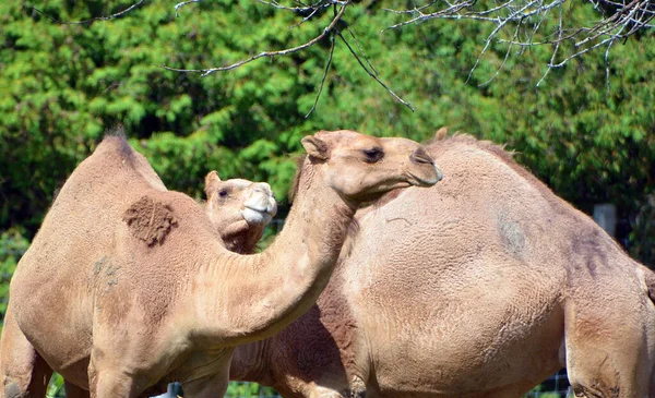 Close Shot Group Camels Zoo — Fotografia de Stock