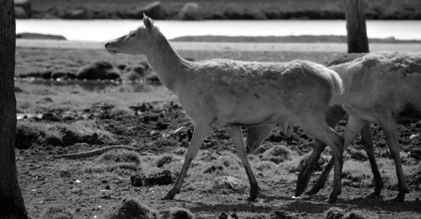 Close Shot Deer Cub Zoo — 图库照片