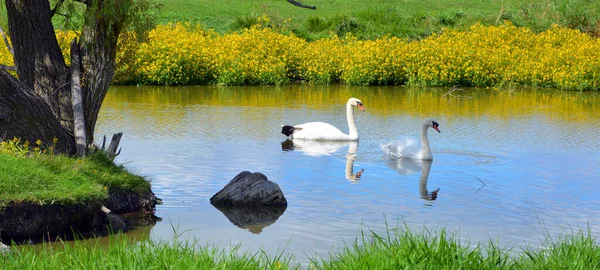 Close Shot Couple Swans Swimming Pond Zoo — 스톡 사진
