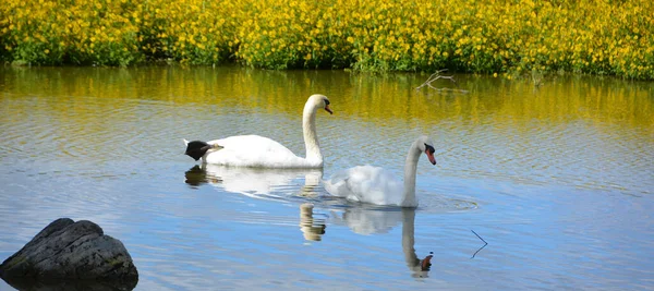 Close Shot Couple Swans Swimming Pond Zoo — Foto Stock