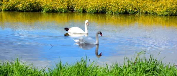 Close Shot Couple Swans Swimming Pond Zoo — 스톡 사진