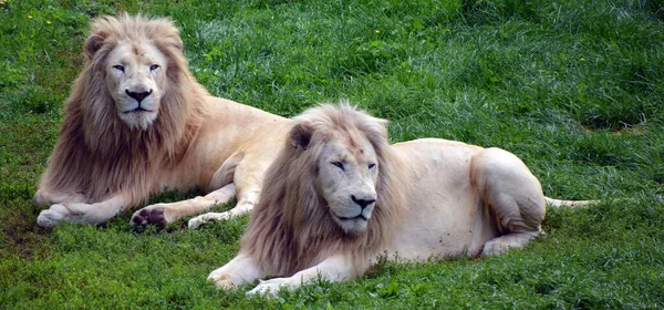 Leones Hierba —  Fotos de Stock