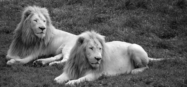 Leões Grama — Fotografia de Stock