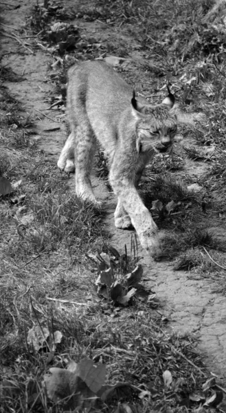 캐나다 스라소니 Canada Lynx 캐나다 스라소니 Canadian Lynx 고양이 Felidae — 스톡 사진