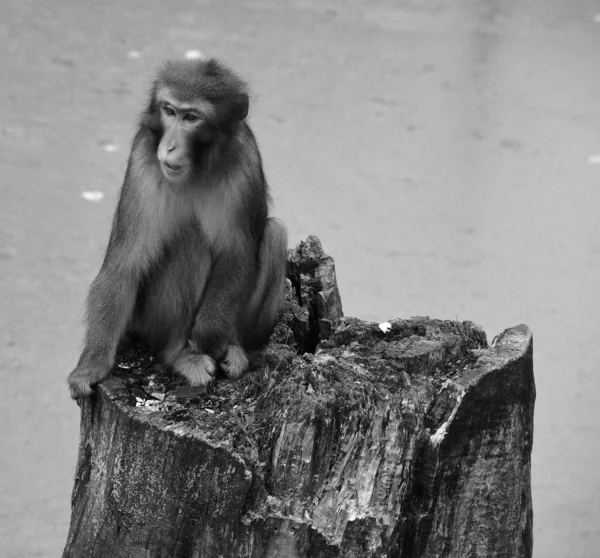 Close Shot Monkey Sitting Old Stomp Zoo — Stok Foto