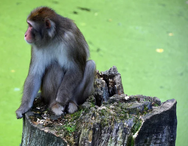 Close Shot Monkey Zoo — Zdjęcie stockowe