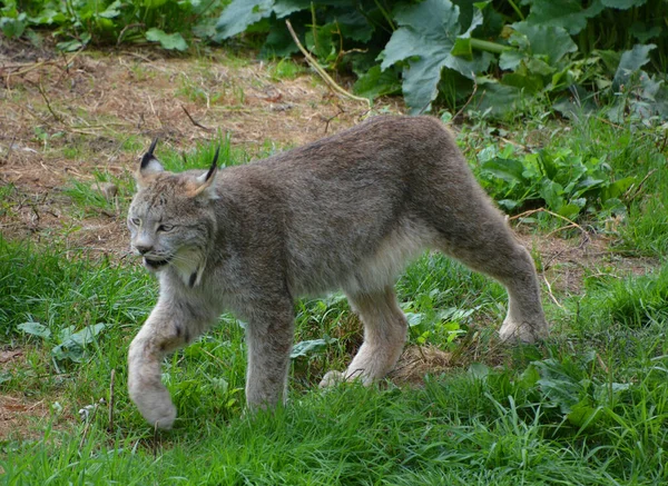 Lince Canadiense Lince Canadiense Mamífero Norteamericano Familia Felidae —  Fotos de Stock